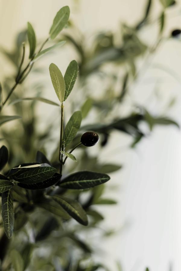 Olive Koukaki Apartment Атина Екстериор снимка